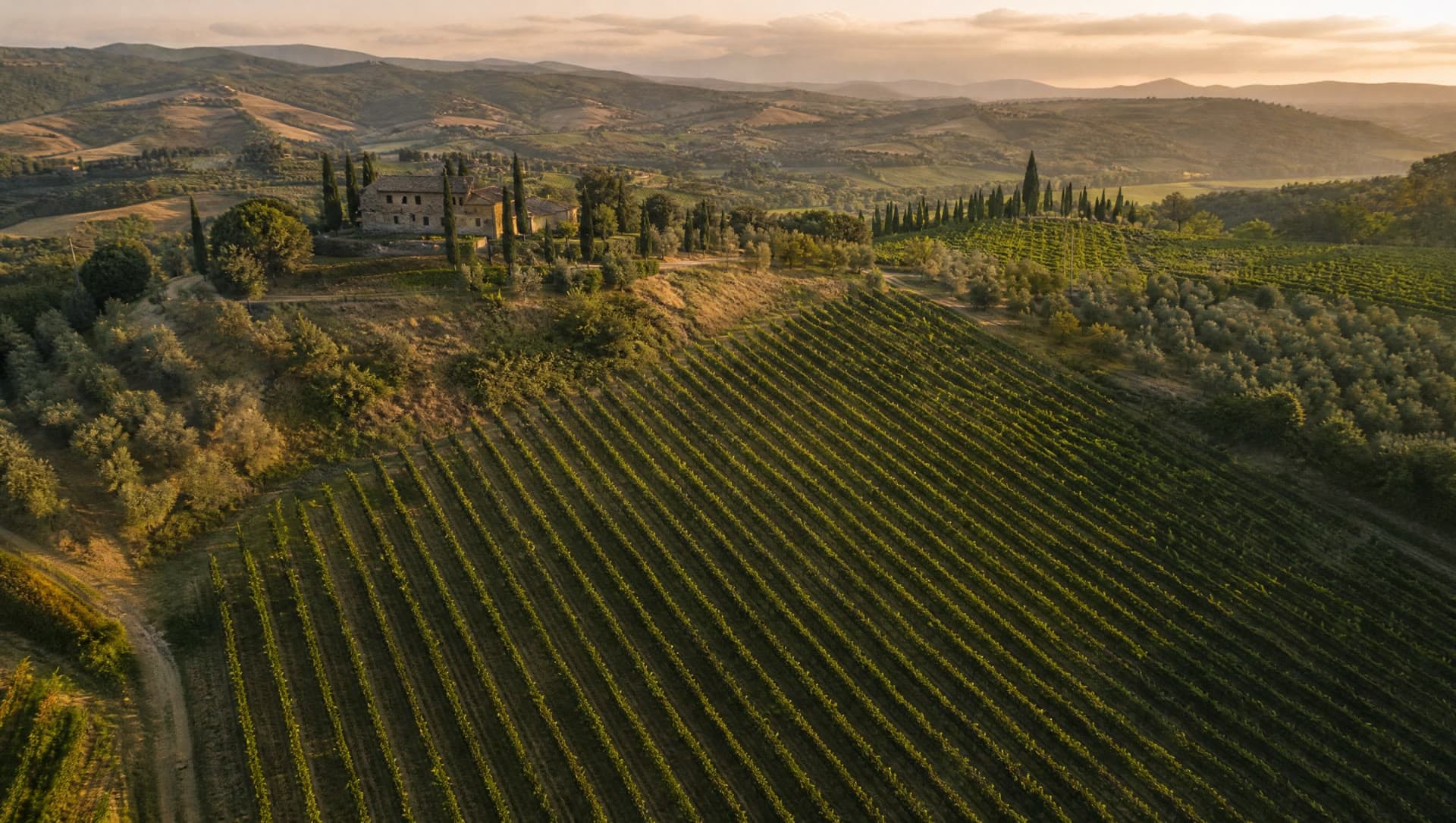Vigneti al tramonto