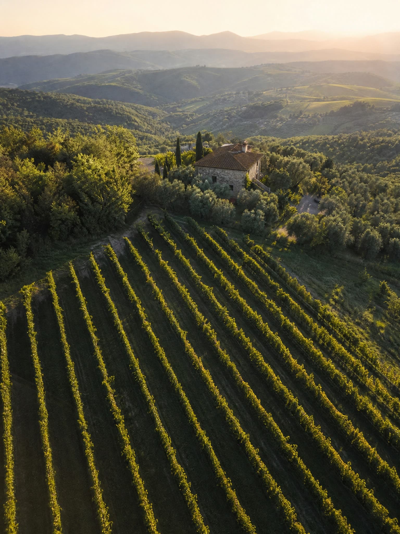 Filari di vigna della tenuta Fumanelli