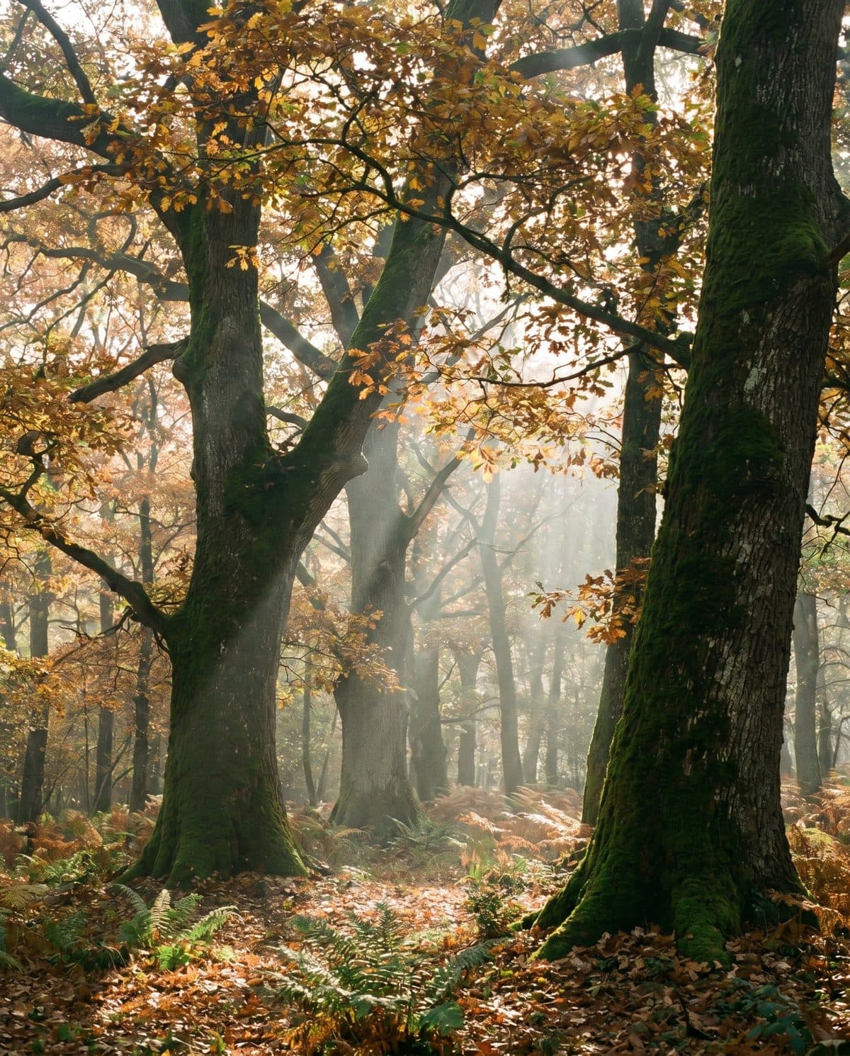 Bosco di querce in autunno