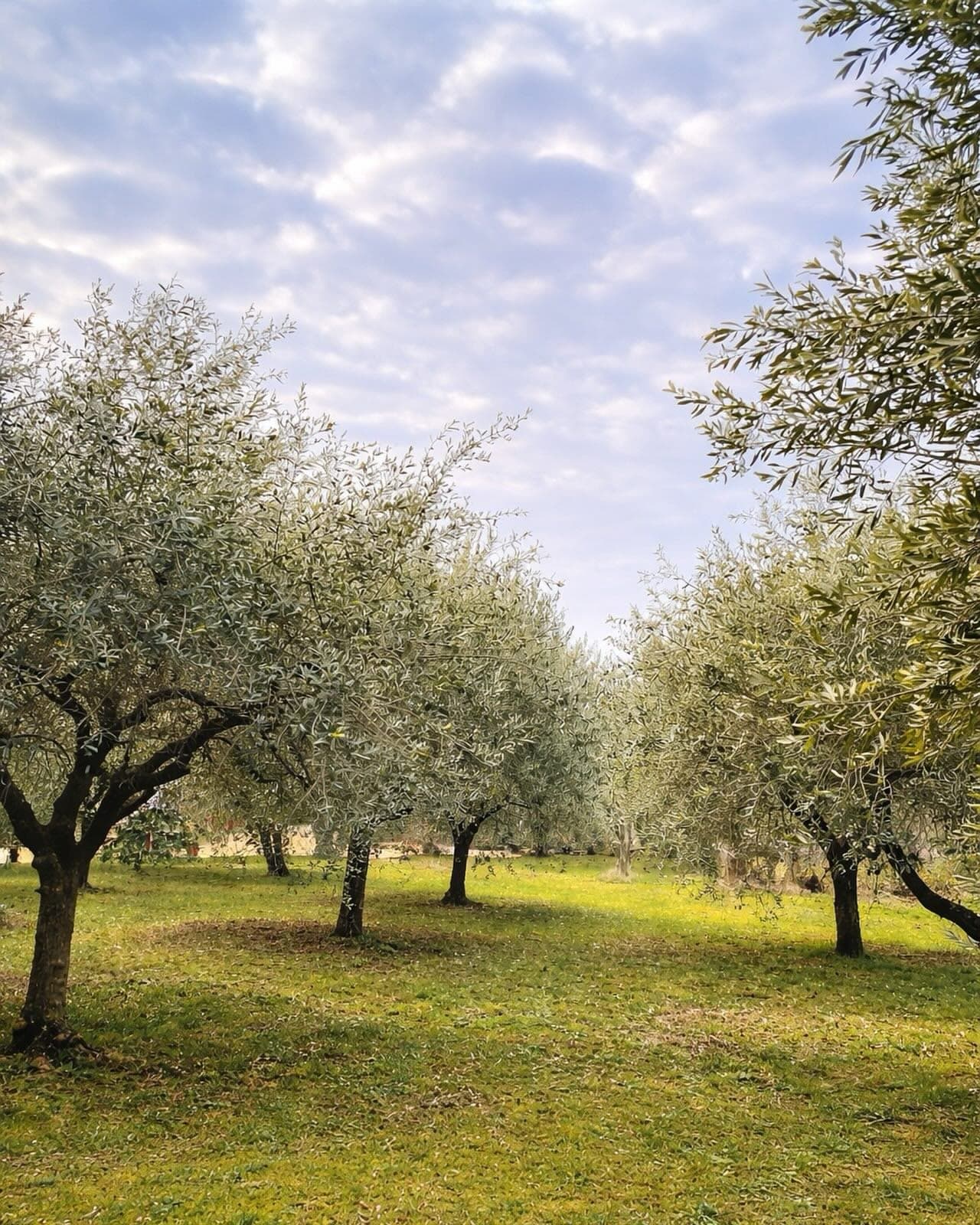 Oliveto della tenuta Fumanelli